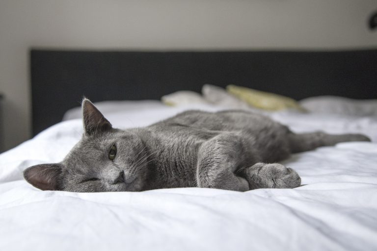 cat sleeping in bed